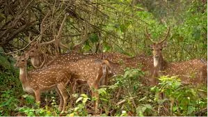Mahananda Wildlife Sanctuary
